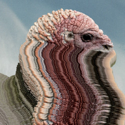 Holy Fuck – Bird Brains - EP