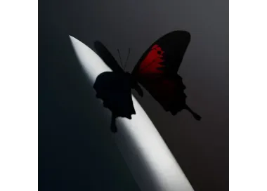 Post Malone – Twelve Carat Toothache - 2xLP