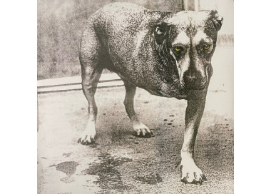 Alice In Chains - 2xLP